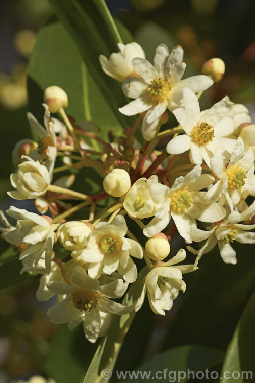 Winter's Bark (<i>Drimys winteri</i>), an evergreen late winter- to spring-flowering tree native to Chile and Argentina. It grows to as much as 15m tall, though shrubby forms are common. drimys-2886htm'>Drimys. <a href='winteraceae-plant-family-photoshtml'>Winteraceae</a>.