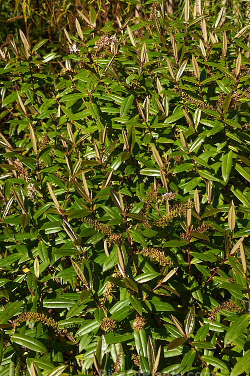 <i>Veronica bishopiana</i> (syn. <i>Hebe bishopiana</i>), an evergreen shrub native to Waitakere Range near Auckland, New Zealand. Both the stems and undersides of the foliage have a strong purplish-red tint. The flowers are white flushed with pink. Order: Lamiales, Family: Plantaginaceae