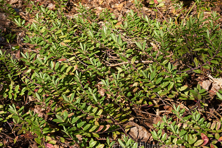 <i>Veronica chathamica</i> (syn. <i>Hebe chathamica</i>), a low, spreading, evergreen shrub native to Chatham Islands off the east of New Zealand. It can develop into a large patch as the stems strike roots as they grow. The flowers are white to pale purple. Order: Lamiales, Family: Plantaginaceae