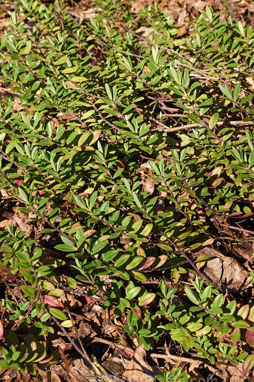 <i>Veronica chathamica</i> (syn. <i>Hebe chathamica</i>), a low, spreading, evergreen shrub native to Chatham Islands off the east of New Zealand. It can develop into a large patch as the stems strike roots as they grow. The flowers are white to pale purple. Order: Lamiales, Family: Plantaginaceae