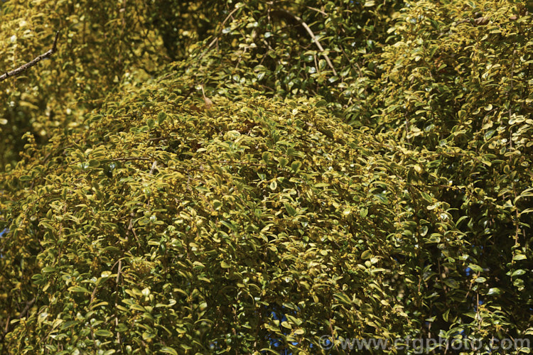 Azara microphylla 'Variegata' with flowers that have just opened. This is a yellow-variegated cultivar of the Vanilla. Tree, an evergreen tree native to Chile and Argentina. The minute flowers still have the same strong vanilla scent as the species. azara-2391htm'>Azara. <a href='salicaceae-plant-family-photoshtml'>Salicaceae</a>.