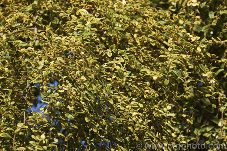 Azara microphylla 'Variegata' with flowers that have just opened. This is a yellow-variegated cultivar of the Vanilla. Tree, an evergreen tree native to Chile and Argentina. The minute flowers still have the same strong vanilla scent as the species. azara-2391htm'>Azara. <a href='salicaceae-plant-family-photoshtml'>Salicaceae</a>.