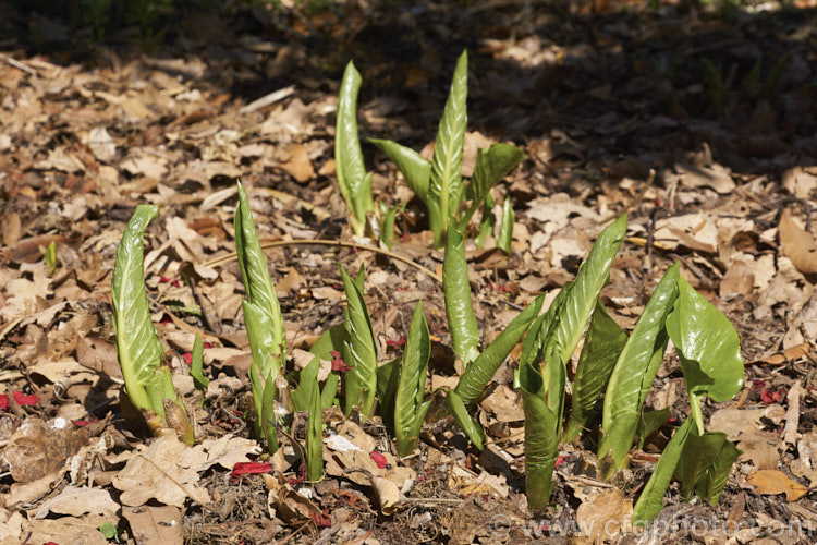 Emerging foliage of the Giant Himalayan Lily (<i>Cardiocrinum giganteum</i>) in early spring. After disappearing completely over winter, this early summer-flowering Himalayan bulb grows very quickly from these young stems to be over 25m high when in bloom. The flowers are quite strongly scented, though because they are so high up the fragrance is not always noticeable. Order: Liliales, Family: Liliaceae