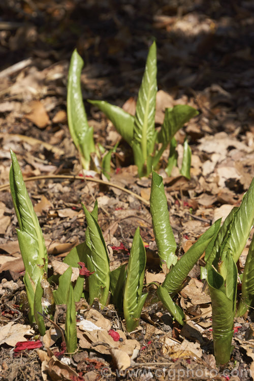 Emerging foliage of the Giant Himalayan Lily (<i>Cardiocrinum giganteum</i>) in early spring. After disappearing completely over winter, this early summer-flowering Himalayan bulb grows very quickly from these young stems to be over 25m high when in bloom. The flowers are quite strongly scented, though because they are so high up the fragrance is not always noticeable. Order: Liliales, Family: Liliaceae