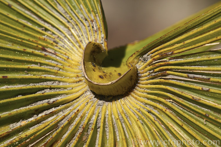 Upper surface leaf base or hastula of the Chinese Windmill. Palm, Chusan. Palm or Hemp. Palm (<i>Trachycarpus fortunei</i>), a tough 10-20m tall fibrous-trunked fan palm from central and eastern China and Burma. trachycarpus-2555htm'>Trachycarpus.