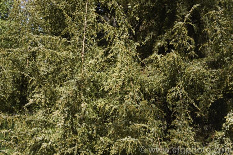 Common Juniper (<i>Juniperus communis</i>), an evergreen shrub or tree that occurs in various forms through much of the temperate Northern Hemisphere. It is shown here in early spring with male cones that are open and shedding pollen. Order: Pinales, Family: Cupressaceae