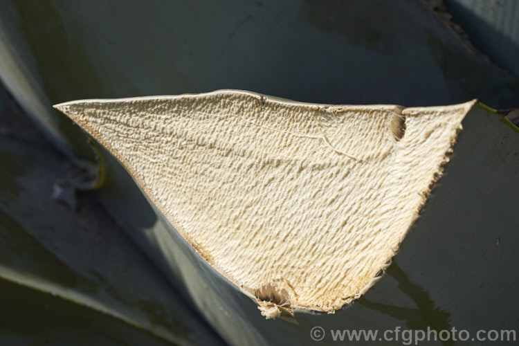 The cut surface of a leaf of the Century Plant (<i>Agave americana</i>) showing the fibres within. This large monocarpic succulent is native to eastern Mexico. The thick fleshy leaves are edged with fierce teeth and the flower spike can grow to over 6m tall Although given the name Century Plant because it was thought to flower once in a hundred years, the rosettes actually take around 8-15 years to mature to flowering size, after which they die, to be replaced by suckers. Order: Asparagales, Family: Asparagaceae