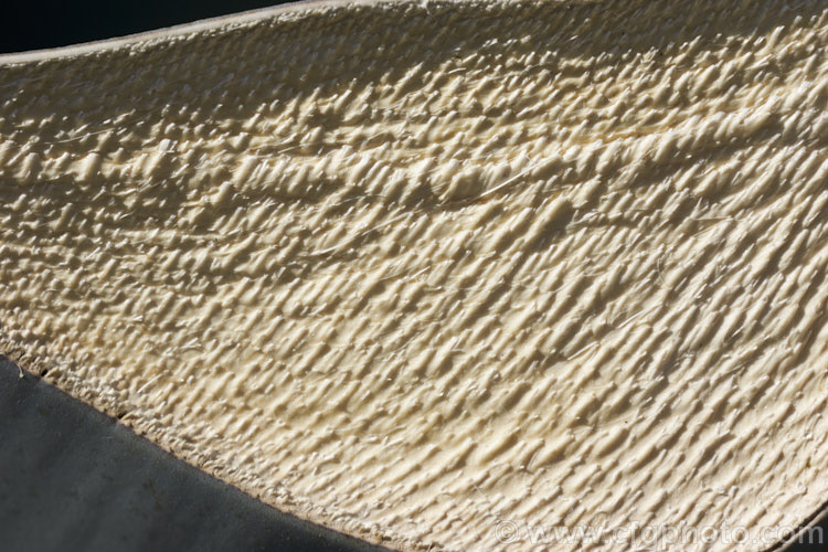 The cut surface of a leaf of the Century Plant (<i>Agave americana</i>) showing the fibres within. This large monocarpic succulent is native to eastern Mexico. The thick fleshy leaves are edged with fierce teeth and the flower spike can grow to over 6m tall Although given the name Century Plant because it was thought to flower once in a hundred years, the rosettes actually take around 8-15 years to mature to flowering size, after which they die, to be replaced by suckers. Order: Asparagales, Family: Asparagaceae