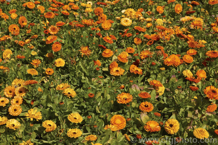 Pot. Marigold or Scotch Marigold (<i>Calendula officinalis</i>), an annual or short-lived perennial that flowers in winter and early spring. It has extensive herbal and medicinal uses. These are mainly semi-double- or double-flowered forms.