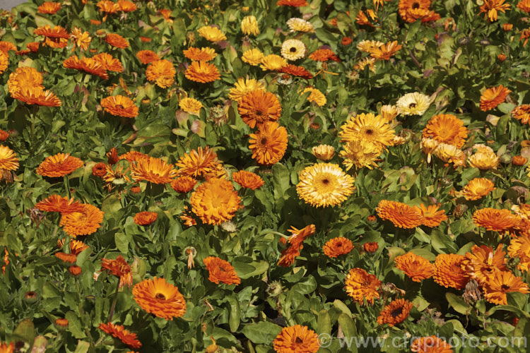 Pot. Marigold or Scotch Marigold (<i>Calendula officinalis</i>), an annual or short-lived perennial that flowers in winter and early spring. It has extensive herbal and medicinal uses. These are mainly semi-double- or double-flowered forms.