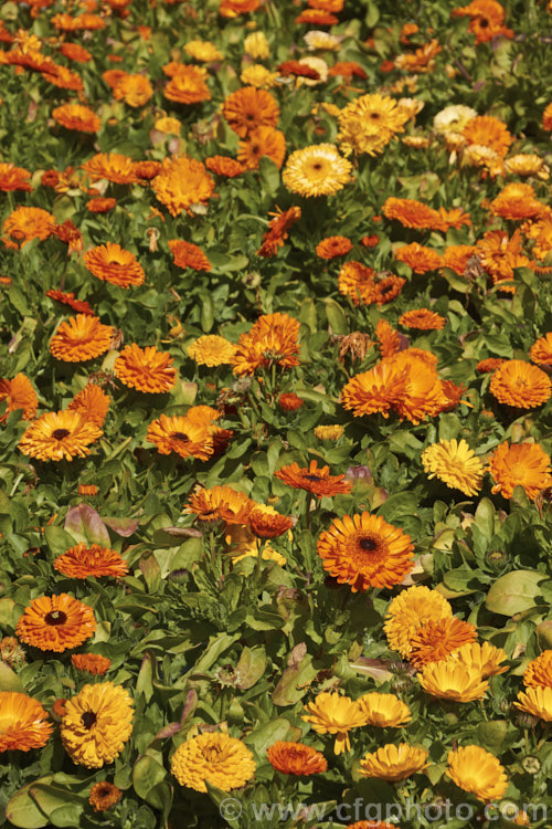 Pot. Marigold or Scotch Marigold (<i>Calendula officinalis</i>), an annual or short-lived perennial that flowers in winter and early spring. It has extensive herbal and medicinal uses. These are mainly semi-double- or double-flowered forms.