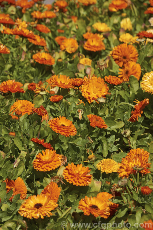 Pot. Marigold or Scotch Marigold (<i>Calendula officinalis</i>), an annual or short-lived perennial that flowers in winter and early spring. It has extensive herbal and medicinal uses. These are mainly semi-double- or double-flowered forms.