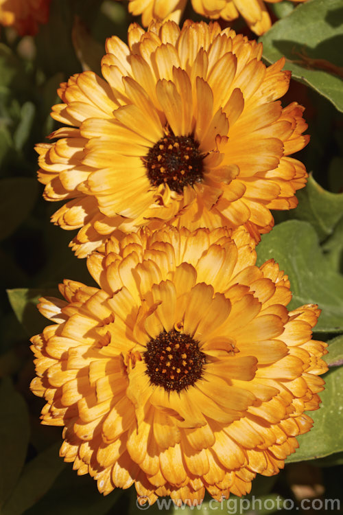 Pot. Marigold or Scotch Marigold (<i>Calendula officinalis</i>), an annual or short-lived perennial that flowers in winter and early spring. It has extensive herbal and medicinal uses. These is a semi-double- to double-flowered form.