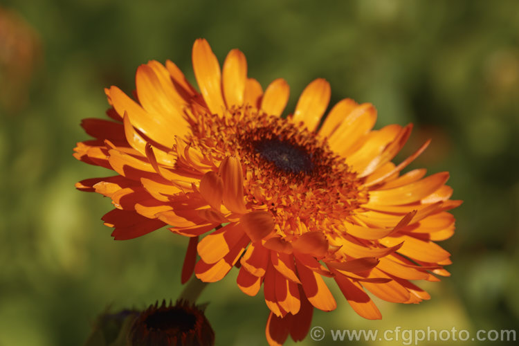 Pot. Marigold or Scotch Marigold (<i>Calendula officinalis</i>), an annual or short-lived perennial that flowers in winter and early spring. It has extensive herbal and medicinal uses. These is a semi-double- to double-flowered form.