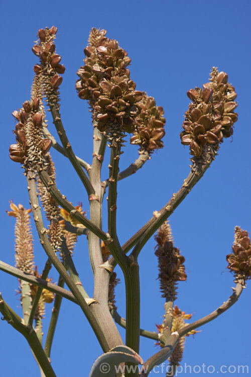 The seed capsules of the Quiver. Tree or Kokerboom (<i>Aloidendron dichotomum [syn. Aloe dichotoma]), a tree-like Aloe that eventually develops a thick trunk with a very broad base. Found in Namibia and the northern Cape region of South Africa, this species is under threat in the wild but is widely cultivated. When young, its branching yellow inflorescences are a feature, but as the plant ages and develops its adult form, its shape becomes more important . aloidendron-3660htm'>Aloidendron.