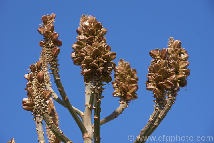 The seed capsules of the Quiver. Tree or Kokerboom (<i>Aloidendron dichotomum [syn. Aloe dichotoma]), a tree-like Aloe that eventually develops a thick trunk with a very broad base. Found in Namibia and the northern Cape region of South Africa, this species is under threat in the wild but is widely cultivated. When young, its branching yellow inflorescences are a feature, but as the plant ages and develops its adult form, its shape becomes more important . aloidendron-3660htm'>Aloidendron.