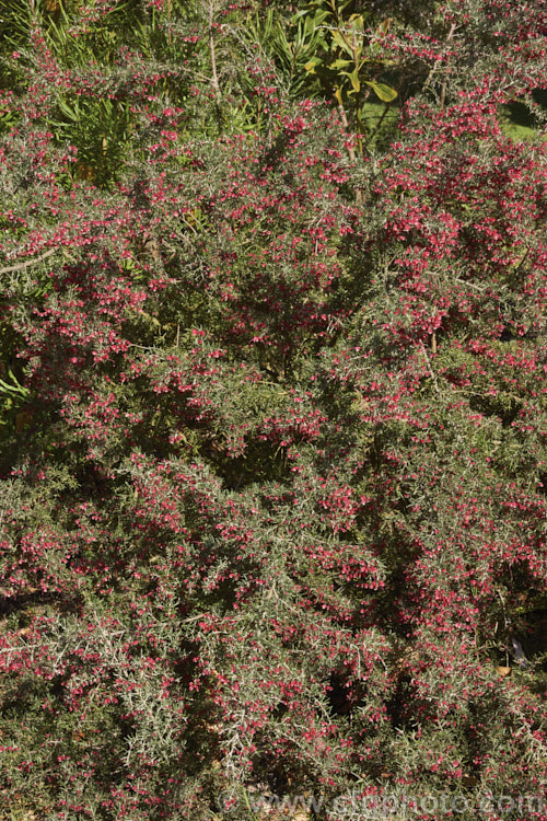 Grevillea 'Red Cloud', one of the hardier. Grevillea cultivars and possibly a hybrid of Grevillea lavandulacea, this is a medium-sized, winter-flowering, evergreen shrub that grows to around 15m high x 2m wide. The silver-grey foliage contrasts well with the deep red flowers