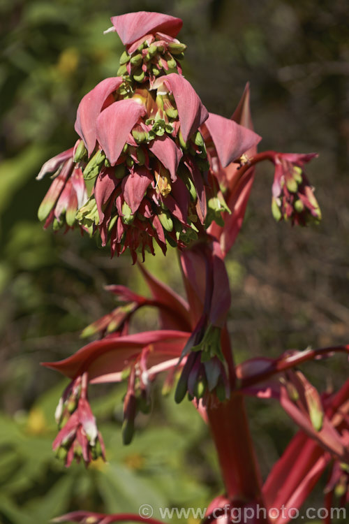 Beschorneria yuccoides, a semi-succulent yucca-like perennial from Mexico. Red flower stems and bracts partially conceal tubular, green flowers. beschorneria-2412htm'>Beschorneria.