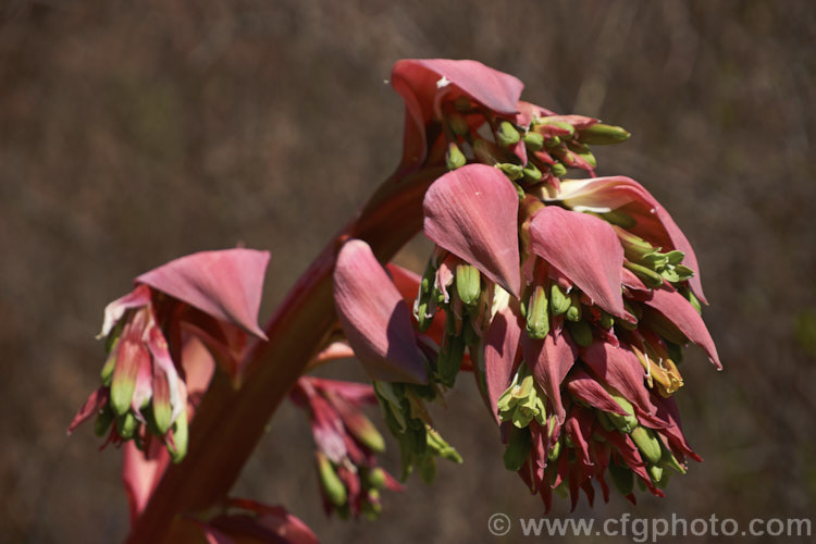 Beschorneria yuccoides, a semi-succulent yucca-like perennial from Mexico. Red flower stems and bracts partially conceal tubular, green flowers. beschorneria-2412htm'>Beschorneria.