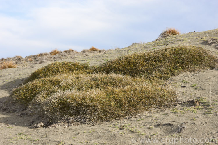 Prostrate Broom (<i>Carmichaelia appressa</i>), a usually leafless New Zealand shrub that forms layers of narrow green stems, often covering quite large areas. Native to the beaches of mid-Canterbury, New Zealand, it is now quite rare in the wild and is seen here in its native environment, on Kaitorete Spit. Order: Fabales, Family: Fabaceae