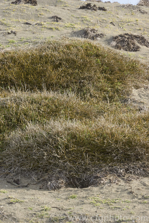 Prostrate Broom (<i>Carmichaelia appressa</i>), a usually leafless New Zealand shrub that forms layers of narrow green stems, often covering quite large areas. Native to the beaches of mid-Canterbury, New Zealand, it is now quite rare in the wild and is seen here in its native environment, on Kaitorete Spit. Order: Fabales, Family: Fabaceae