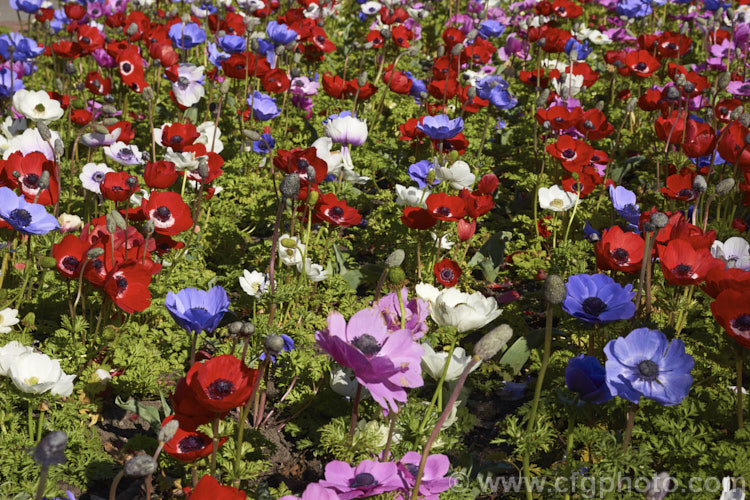 'Harmony' Mixed Colour Bedding Anemone (<i>Anemone coronaria 'Harmony' Mixed</i>), a rhizomatous southern European perennial that has been extensively developed to produce large, fancy flowers 'Harmony' is just one of many strains that have been developed. Order: Ranunculales, Family: Ranunculaceae