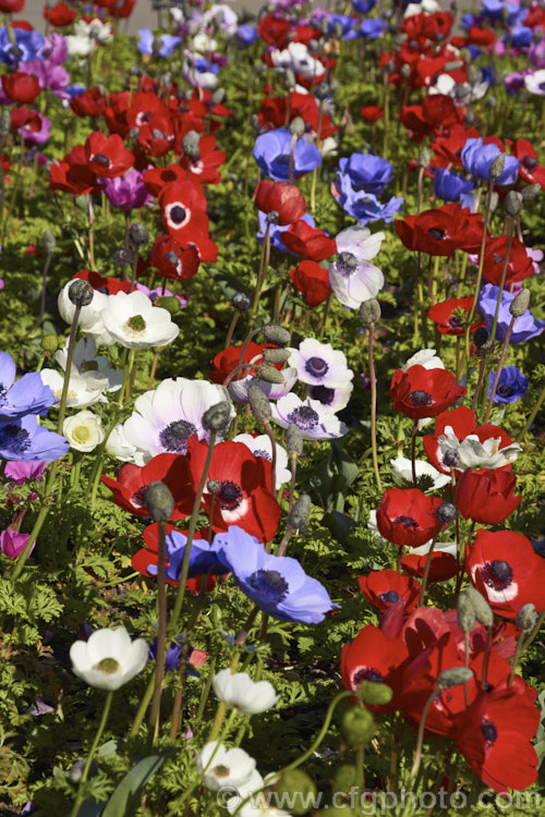 'Harmony' Mixed Colour Bedding Anemone (<i>Anemone coronaria 'Harmony' Mixed</i>), a rhizomatous southern European perennial that has been extensively developed to produce large, fancy flowers 'Harmony' is just one of many strains that have been developed. Order: Ranunculales, Family: Ranunculaceae