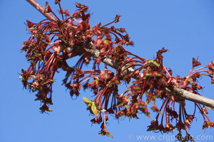 The flowers, young growth and immature samara of <i>Acer rubrum</i> 'Red Sunset', a cultivar of the Canadian, Red, Scarlet or Swamp Maple of eastern and central North America. It is notable for its red young growth and its vivid orange to red autumn foliage colours. Order: Sapindales, Family: Sapindaceae