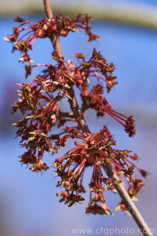 The flowers, young growth and immature samara of <i>Acer rubrum</i> 'Red Sunset', a cultivar of the Canadian, Red, Scarlet or Swamp Maple of eastern and central North America. It is notable for its red young growth and its vivid orange to red autumn foliage colours. Order: Sapindales, Family: Sapindaceae