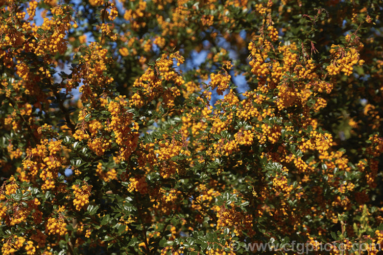 Darwin. Barberry (<i>Berberis darwinii</i>), a 2-3m high spiny evergreen shrub native to the Patagonian Mountains of southernChile and Argentina. Small deep purple-blue fruits follow spring-borne racemes of golden-yellow to orange flowers. berberis-2186htm'>Berberis. Order: Ranunculales, Family: Berberidaceae