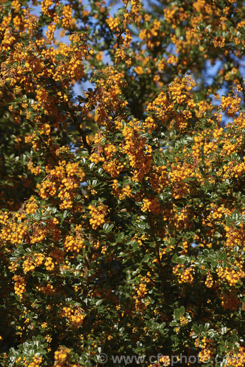 Darwin. Barberry (<i>Berberis darwinii</i>), a 2-3m high spiny evergreen shrub native to the Patagonian Mountains of southernChile and Argentina. Small deep purple-blue fruits follow spring-borne racemes of golden-yellow to orange flowers. berberis-2186htm'>Berberis. Order: Ranunculales, Family: Berberidaceae