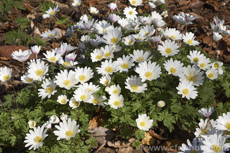 Anemone blanda 'White Splendour', a white-flowered cultivar of a late winter- to early spring-flowering rhizomatous woodland perennial native to southeastern Europe and the nearby Mediterranean islands 'White Splendour' often has blush of pink, especially at the exterior base of the flowerheads. Order: Ranunculales, Family: Ranunculaceae