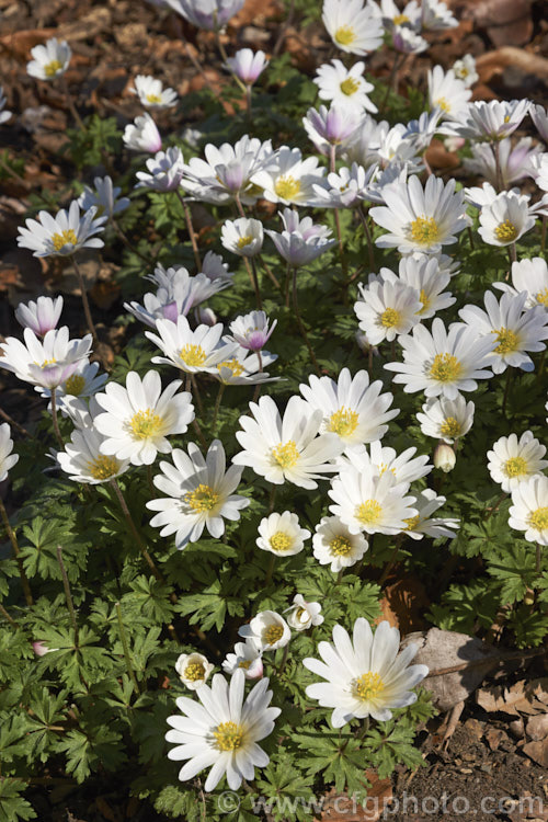 Anemone blanda 'White Splendour', a white-flowered cultivar of a late winter- to early spring-flowering rhizomatous woodland perennial native to southeastern Europe and the nearby Mediterranean islands 'White Splendour' often has blush of pink, especially at the exterior base of the flowerheads. Order: Ranunculales, Family: Ranunculaceae