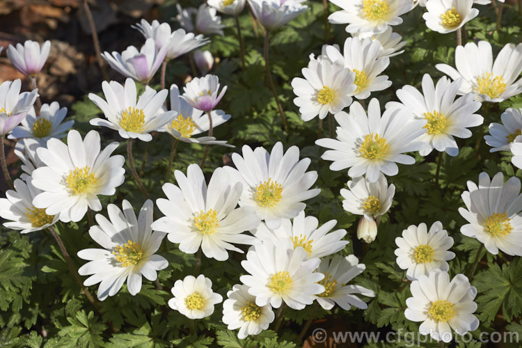 Anemone blanda 'White Splendour', a white-flowered cultivar of a late winter- to early spring-flowering rhizomatous woodland perennial native to southeastern Europe and the nearby Mediterranean islands 'White Splendour' often has blush of pink, especially at the exterior base of the flowerheads. Order: Ranunculales, Family: Ranunculaceae