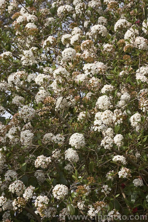 Viburnum x burkwoodii (<i>Viburnum carlesii x Viburnum utile</i>), a semi-deciduous 25-4m tall shrub. Its flowers are strongly scented and borne over a long period from late winter. viburnum-2081htm'>Viburnum. <a href='adoxaceae-plant-family-photoshtml'>Adoxaceae</a>.