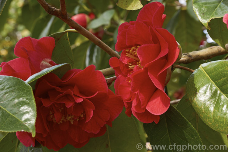 <i>Camellia</i> 'Dr. Clifford Parks' ('Crimson Robe' x 'Kramer's Supreme' [japonica]), a reticulata hybrid raised by Parks of the United States and introduced in 1971. Blooming from late winter, its semi-double flowers occur in a range of forms, from loose and rather open to almost peony form. Order: Ericales, Family: Theaceae