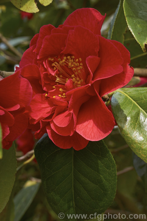 <i>Camellia</i> 'Dr. Clifford Parks' ('Crimson Robe' x 'Kramer's Supreme' [japonica]), a reticulata hybrid raised by Parks of the United States and introduced in 1971. Blooming from late winter, its semi-double flowers occur in a range of forms, from loose and rather open to almost peony form. Order: Ericales, Family: Theaceae