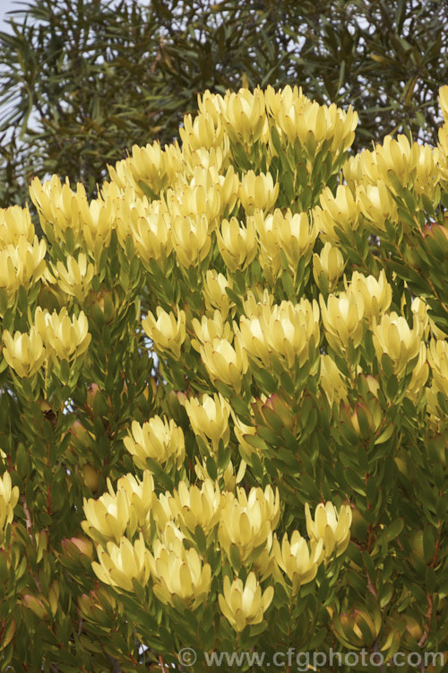 Leucadendron 'Inca Gold', a fairly hardy cultivar from a Leucadendron salignum x Leucadendron laureolum cross. Its bracts develop their best colour (bright yellow in late winter. leucadendron-2138htm'>Leucadendron.