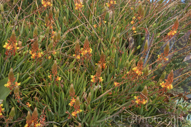 Orange Bulbine (<i>Bulbine frutescens</i>), a mainly evergreen succulent native to southern Africa. It blooms in early spring and in hot, dry climates it can be summer-dormant. The flower stems are up to 60cm tall bulbine-3492htm'>Bulbine.