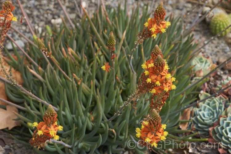 Orange Bulbine (<i>Bulbine frutescens</i>), a mainly evergreen succulent native to southern Africa. It blooms in early spring and in hot, dry climates it can be summer-dormant. The flower stems are up to 60cm tall bulbine-3492htm'>Bulbine.