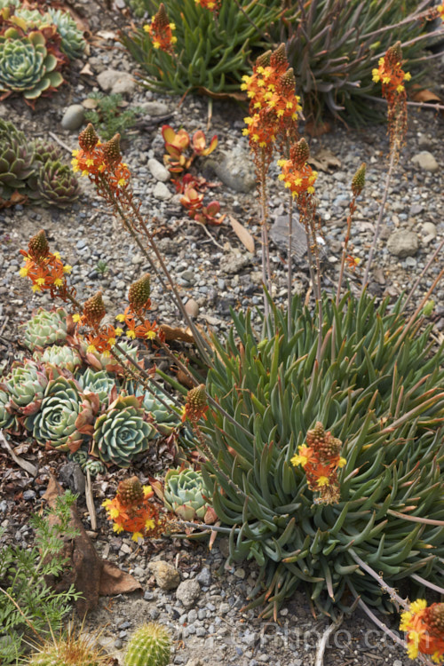 Orange Bulbine (<i>Bulbine frutescens</i>), a mainly evergreen succulent native to southern Africa. It blooms in early spring and in hot, dry climates it can be summer-dormant. The flower stems are up to 60cm tall bulbine-3492htm'>Bulbine.