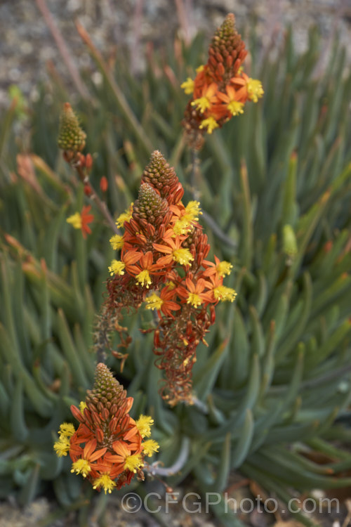 Orange Bulbine (<i>Bulbine frutescens</i>), a mainly evergreen succulent native to southern Africa. It blooms in early spring and in hot, dry climates it can be summer-dormant. The flower stems are up to 60cm tall bulbine-3492htm'>Bulbine.