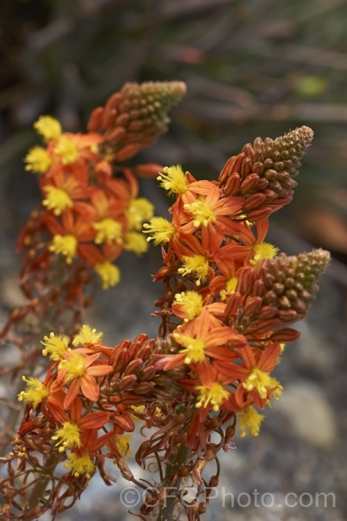 Orange Bulbine (<i>Bulbine frutescens</i>), a mainly evergreen succulent native to southern Africa. It blooms in early spring and in hot, dry climates it can be summer-dormant. The flower stems are up to 60cm tall bulbine-3492htm'>Bulbine.