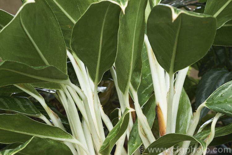 Aglaonema 'Snow White', one of the many aglaonema hybrids, which are usually seen cultivated as house plants. It is a very adaptable indoor plant and thrives in poor light. There seem to be two plants sold under the name 'Snow White': this one with very distinctive white stems and some white veining on the foliage; and another with heavily white-variegated leaves and green stems. The latter cultivar is also known as 'Thai. Snowflake'. Order: Alismatales, Family: Araceae