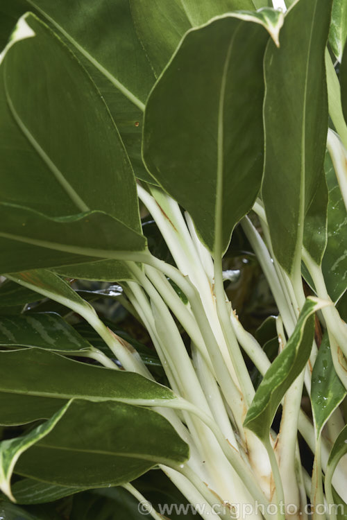 Aglaonema 'Snow White', one of the many aglaonema hybrids, which are usually seen cultivated as house plants. It is a very adaptable indoor plant and thrives in poor light. There seem to be two plants sold under the name 'Snow White': this one with very distinctive white stems and some white veining on the foliage; and another with heavily white-variegated leaves and green stems. The latter cultivar is also known as 'Thai. Snowflake'. Order: Alismatales, Family: Araceae