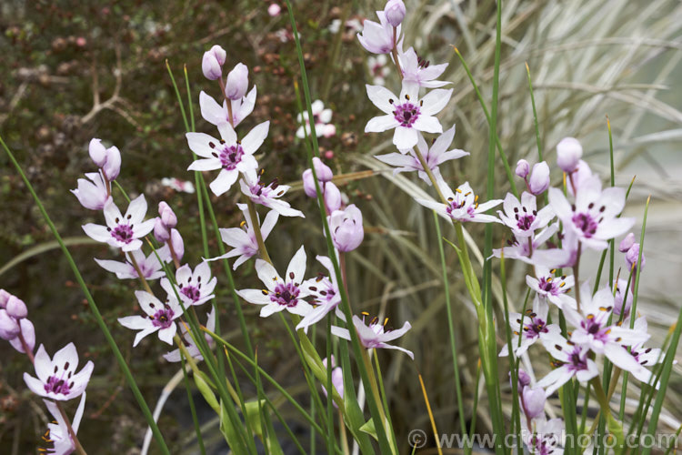 Rice Flower (<i>Wurmbea stricta [syns. Onixotis stricta, Onixotis triquetra]), a late winter- to spring-flowering corm native to South Africa. Order: Liliales, Family: Colchicaceae