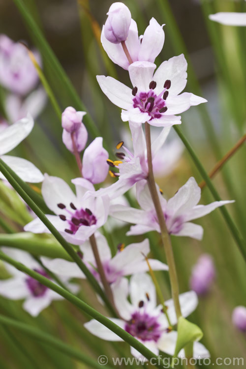 Rice Flower (<i>Wurmbea stricta [syns. Onixotis stricta, Onixotis triquetra]), a late winter- to spring-flowering corm native to South Africa <span style='color:red'>Note:</span> this image is identical to CFGae35 except that the point of focus is the flower near the top right. Order: Liliales, Family: Colchicaceae