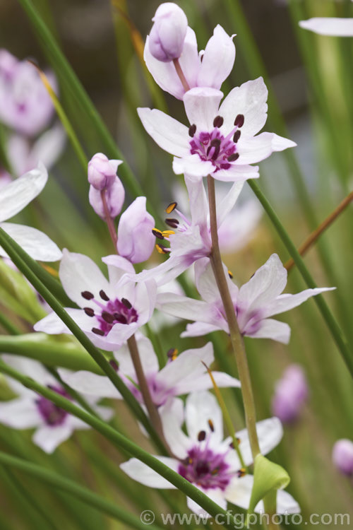 Rice Flower (<i>Wurmbea stricta [syns. Onixotis stricta, Onixotis triquetra]), a late winter- to spring-flowering corm native to South Africa <span style='color:red'>Note:</span> this image is identical to CFGae34 except that the point of focus is the closest stamen of flower near the centre. Order: Liliales, Family: Colchicaceae