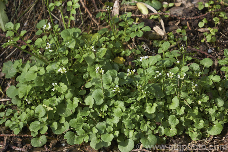 Bitter Cress (<i>Cardamine hirsuta</i>), a small annual or ephemeral weed that self-sows prolifically. Seldom a serious problem in gardens, it can be very difficult to eradicate in container-grown nursery stock. cardamine-2641htm'>Cardamine. .