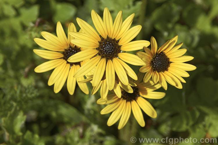 The flowerheads of Cape Weed (<i>Arctotheca calendula</i>), a perennial daisy native to southern Africa. It flowers in spring and early summer and while occasionally cultivated it most often occurs as a lawn or pasture weed. Order: Asterales, Family: Asteraceae